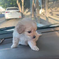 سگ شیتزو خروگوشی