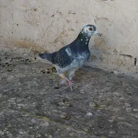 سوسکی .بزک.کرباتی کرمونی|پرنده|تربتحیدریه, باغ ملی|دیوار