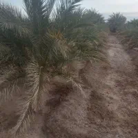 باغ خرما|فروش دفتر صنعتی، کشاورزی، تجاری|ریگان, |دیوار