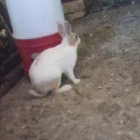 خرگوش