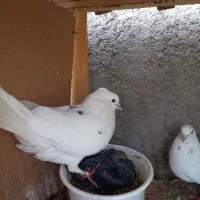فروش کبوتر