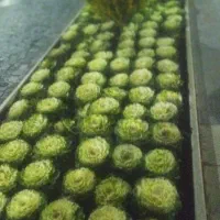 کلیه ی خدمات فضای سبز بابیش ازده سال تجربه|خدمات باغبانی و درختکاری|شیراز, باغ تخت|دیوار