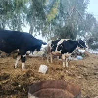 گاو|حیوانات مزرعه|رامیان, |دیوار