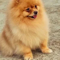 پامر نر جهت کشش