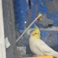 مژدگانی برای پیدا کردن عروس هلندی لوتینو