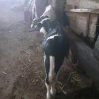 گاو نر سیمینتاین به وزن تقریبا ۱۰۰گیلو