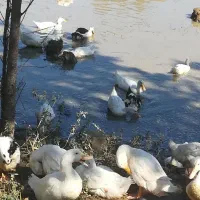 اوردک ۳ماهه|حیوانات مزرعه|گوراب زرمیخ, |دیوار