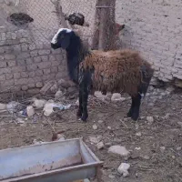 قوچ|حیوانات مزرعه|مهریز, |دیوار