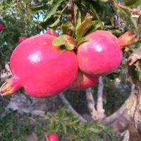 انار رازقند