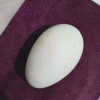 تخم غاز محلی نطفه دار