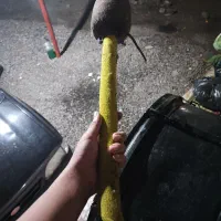 طبل|درام و پرکاشن|رشت, حومه رشت|دیوار