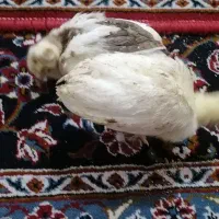 فروش طاووس های بالغ دوعدد جوجه طاووس