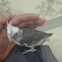 عروس هلندی
