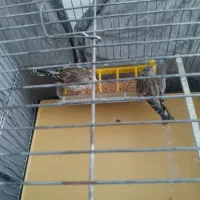 فروش سیره قناری