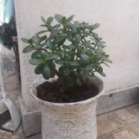 گل یشم گل عبایی با گلدان بزرگ وگلدان سفالی دیواری|گل و گیاه طبیعی|رشت, توشیبا|دیوار