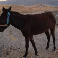 خر ماده|حیوانات مزرعه|زاگرس, |دیوار