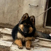 ژرمن ماده|سگ|همدان, |دیوار