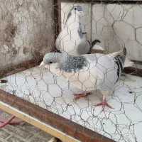 رنگی|پرنده|محمدیه-قزوین, |دیوار