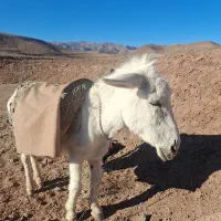 خر نر فروشی