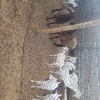 کهره ماده و نر سانن شرکتی اصل
