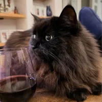 گربه مینکون میکس پرشین