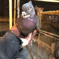 کبوتر یجایی و تکی زردی ،سرخ سرور تهرانی طوقی|پرنده|فردیس, فردیس|دیوار