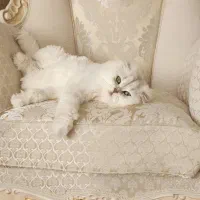 حیوانات خانگی