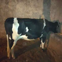 گاو|حیوانات مزرعه|زابل, |دیوار