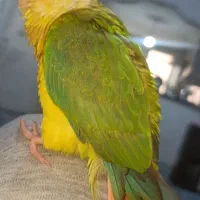 ۱عدد گرینچک