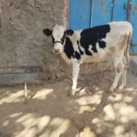 گوساله ماده|حیوانات مزرعه|دهدشت, |دیوار