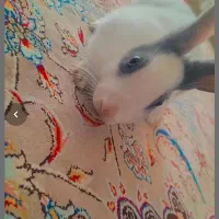 خرگوش خانگی|موش و خرگوش|اهر, |دیوار