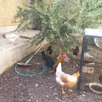 مرغ و خروس رسمی|حیوانات مزرعه|یزد, |دیوار