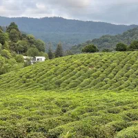 فروش سریع ملک شما در چالوس و کلاردشت