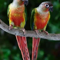 جفت گرینچیک دم تخم آماده و سالم