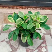 سانسوریا بلک گلد چند بوته خوشگل قیمت فقط ۷۵|گل و گیاه طبیعی|رشت, عینک|دیوار