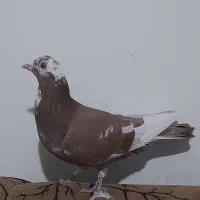 دو عدد نر شهرستانی|پرنده|بومهن, |دیوار