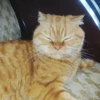 گربه ماده اسکاتیش