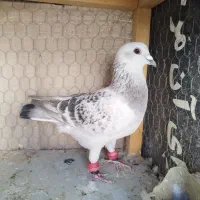 کفتر قلدر