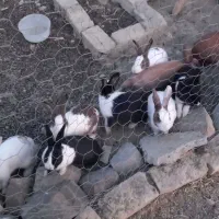 حیوون خانگی