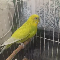 مرغ عشق نر سالم