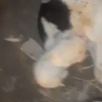 الابای نگهبان|سگ|خرم‌آباد, |دیوار