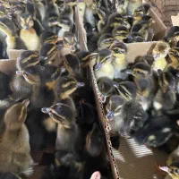 اردک پکنی دومنظوره