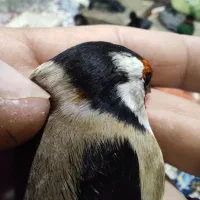 سهره نر چهارگل