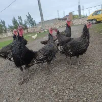 بوقلمون|حیوانات مزرعه|اردبیل, |دیوار
