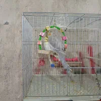 عروس هلندی|پرنده|محمدبار, |دیوار