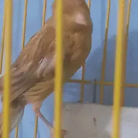 قناری ومرغ عشق