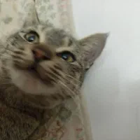 واگذاری رایگان گربه