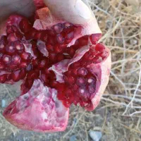 بهترین زمان کاشت نهال انار