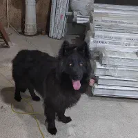 سگ ژرمن بلک ماده|سگ|بهشهر, |دیوار