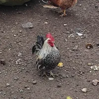 مرغ خروس زینتی